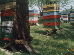 MIODOLAND Polska bikupor av en drottning deponerade honung Polen 03