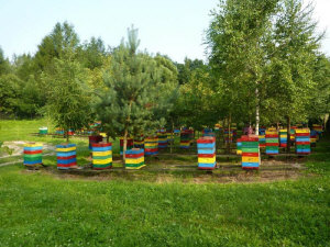 MIODOLAND Polska bikupor av en drottning deponerade honung Polen 04