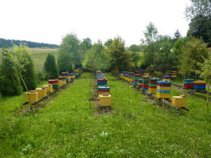 MIODOLAND Polska bikupor av en drottning deponerade honung Polen 05