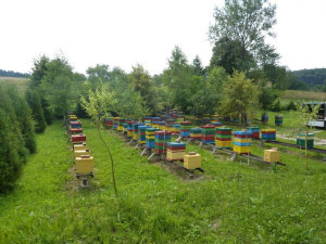MIODOLAND Polska bikupor av en drottning deponerade honung Polen 06