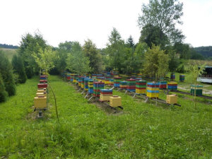 MIODOLAND Polska bikupor av en drottning deponerade honung Polen 08