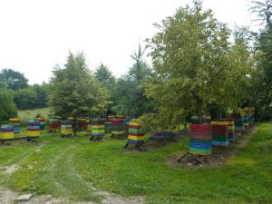 MIODOLAND Polska bikupor av en drottning deponerade honung Polen 09