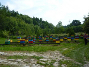 MIODOLAND Polska bikupor av en drottning deponerade honung Polen 10