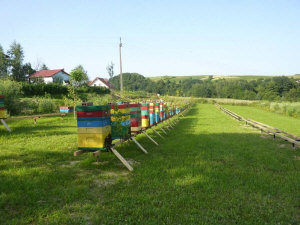 MIODOLAND Polska bikupor av en drottning deponerade honung Polen 13