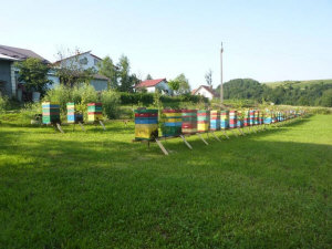 MIODOLAND Polska bikupor av en drottning deponerade honung Polen 14